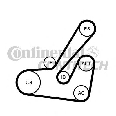 Set curea trapezoidale cu nervuri - CONTINENTAL CTAM