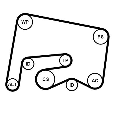 Set curea trapezoidale cu nervuri - CONTINENTAL CTAM
