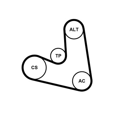 Set curea trapezoidale cu nervuri - CONTINENTAL CTAM
